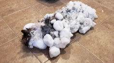 Fluffy takmer zaživa zamrzla pod snehom