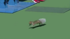 US Open museli prerušiť. Po kurte splašene behal nečakaný hosť