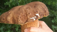 GALÉRIA: Slováci už húfne nachádzajú v lesoch dubáky. Čoskoro však vypukne hotové šialenstvo (+ mapa)