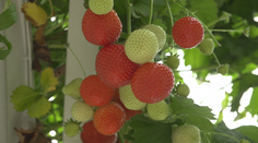 Väčšina pestovateľov jahôd stále nevie aká bude úroda. Navštívili sme skleníky na juhu Slovenska