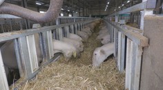 Šokujúci pohľad na Muránskej planine: Mŕtve ovce s podrezanými hlavami ležali pri bráne farmy