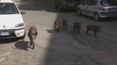 Rím „terorizujú" diviaky: Celé rodinky sa preháňajú po parkoch či v uliciach