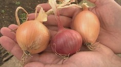 Lieskovcové cookies so slivkami a kúskami čokolády