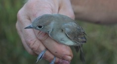 Nie je vták ako vták. Slovenským ornitológom sa podaril unikátny objav