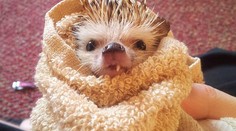 Netradičný domáci miláčik. Muž žije s rozkošným jednozubým ježkom