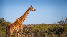 Ojedinelý útok žirafy. Zviera v Juhoafrickej republike udupalo na smrť batoľa a ťažko zranilo jeho mamu