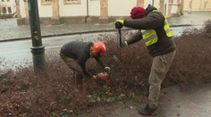 Z prestarnutých kríkov sa stalo smetisko. Jedno z najväčších slovenských miest teraz zmení svoj vzhľad