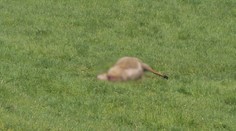 Na Považí opäť zabíjali vlky. Ovce tentoraz roztrhali len pár metrov od dediny