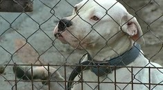 Majiteľ dogy musí zaplatiť mastné odškodné za útok psa na chlapca