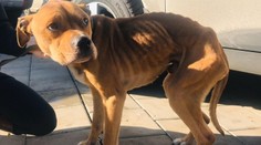 Na týraného psa vo Zvolene upozornili ľudia: Bol v garáži bez vody a jedla