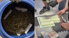 FOTO: Tajná „záhradka“ pri Lučenci. Polícia zaistila desiatky rastlín marihuany aj 13-tisíc eur