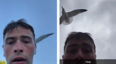 VIDEO: Mladík počas cesty do práce zažíva peklo. Každý deň na neho útočí čajka