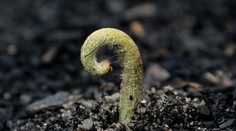 Úľava po mesiacoch požiarov. Východnú Austráliu schladil hustý dážď