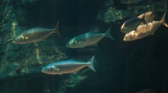 Turistov straší ďalší predátor. Na španielskom pobreží útočia "morské pirane"