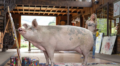 Obrazy prasaťa Pigcassa zarobili už milión dolárov. Podporila ho aj tenisová megahviezda