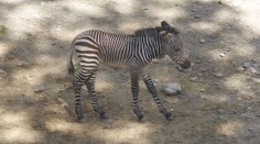 V ZOO Bojnice sa tešia z nového prírastku. Zebra Hartmannovej je v prírode ohrozená