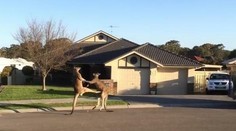 Dve agresívne kengury predviedli parádny kickbox. Priamo na ulici!