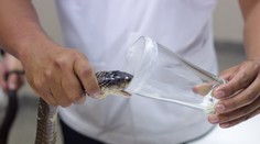 Štúdia vedcov vzbudzuje strach. Ľudia by v budúcnosti mohli produkovať jed