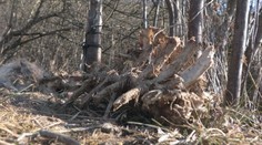 Medzi obcami na Liptove našli nelegálne vnadisko. Nebezpečné šelmy sa tak mohli ocitnúť blízko ľudí