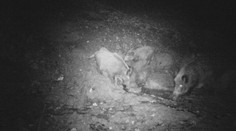 Mäso zo zvernice pri Strážskom zakázali jesť a vyvážať