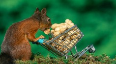 Jeho fotky obleteli svet. Pozrite sa, čo všetko stojí za dokonalým záberom