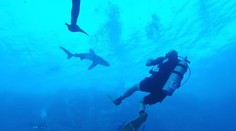 Pri egyptskom pobreží útočil žralok. Kamera zachytila, ako potápač takmer prišiel o nohu