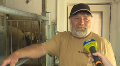 Na družstve v Žemberovciach doja ovce po novom. Šetria tak energie aj vlastné sily