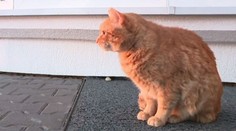 Opustené zvieratá sa počas zimy túlajú v uliciach, pomôcť im môžeme veľmi jednoducho