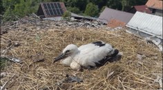 Mláďatá dostali „občianske preukazy“ a veľkú dávku pozornosti. Bociany čoraz viac hniezdia na skládkach