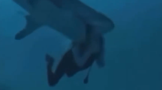 VIDEO: Hororový incident pri potápaní. Žralok takmer turistovi odhryzol hlavu