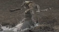 VIDEO: Krokodíl zaútočil na nič netušiaceho geparda. Sila útoku prekvapila aj sprievodcu