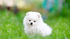 VIDEO: Sledujte, čo z neho vylezie