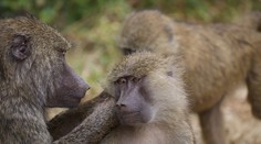 Lockdown zmenil aj správanie primátov v ZOO. Súperili o dominanciu a mali viac pohlavnej aktivity