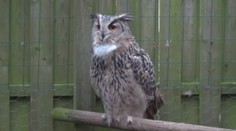 Takéto stretnutie sa nekoná každý deň. Muž v záhrade narazil na vzácneho dravca