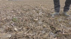 Čo zasial, môže vytrhať. Poľnohospodárovi pri Prievidzi spravila zver škody za 1,5 milióna eur