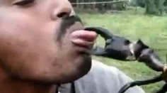 Prečo by ste nikdy nemali bozkávať kraba? Dopadnete takto