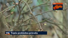 Teplo prebúdza prírodu