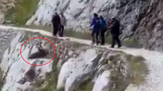 Video zachytáva, ako turisti zo zrázu zhodili zraneného diviaka, napokon zahynul