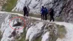 Video zachytáva, ako turisti zo zrázu zhodili zraneného diviaka, napokon zahynul