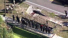 VIDEO: Hororový incident na Floride. Z kanála vyliezol obrovský aligátor, ktorý mal v papuli ľudské pozostatky