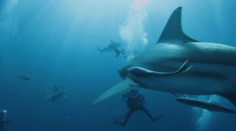 Čechoameričan Steve je v oceáne ako doma. Ako prvý nakrútil najobávanejšieho žraloka bez klietky