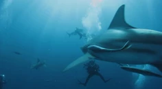 Čechoameričan Steve je v oceáne ako doma. Ako prvý nakrútil najobávanejšieho žraloka bez klietky