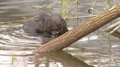 Nitrá má novú atrakciu! Po 200 rokoch sa zatúlal medzi ľudí bobor