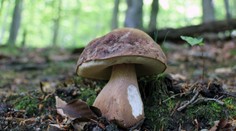 Hubári pozor! Počasie odštartovalo jesennú sezónu, fotografia Michala je toho dôkazom