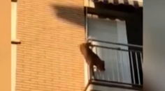 Psíka nechali v horúčavách na balkóne. Dohnalo ho k zúfalému skoku, stal sa však zázrak