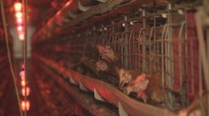 Zmena chovu sliepok by podľa hydinárov zdražila vajcia. Ak sa neprispôsobia, prídu o kontrakty