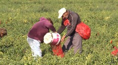 Nezamestnaní zbierali papriku, "vrchnosť" ich bola skontrolovať