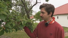 Zabudnuté ovocie Slovenska: Prečo takmer nepoznáme duly, mišpule a oskoruše