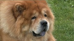 Tento pes má ako jediný na svete modrý jazyk. A to nie je všetko