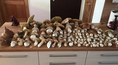 FOTKY OD VÁS: Pochválili ste sa parádnymi úlovkami húb